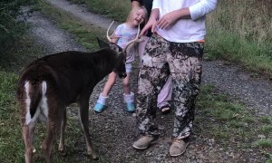 Little Buck Unnerves Man