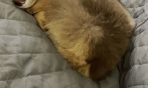 Happy Dreams Have Sleepy Tail Wagging