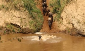 Crocodile Hunts During Wildebeest Migration