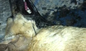 Poisoned Pup Saved By Animal Rescuer