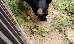 Black Bear Decides it Wants to Be on the Porch