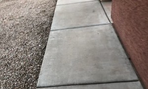 Three Bobcat Kittens Stroll Through Driveway