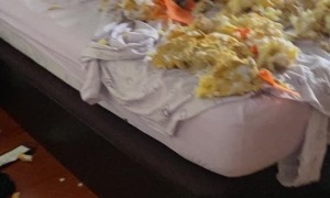 Dog Avoids Eye Contact After Making a Mess