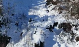 Wolf Running on Snowy Roads in Canada