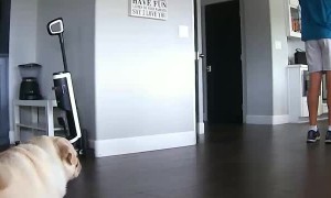 Pug Calls Out Owner For Farting