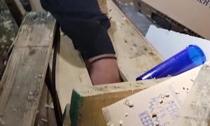 Live Parakeet Rescued From Pet Store Dumpster