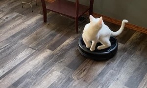 Kitty Takes Roomba for a Ride