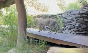 Leopard Prowls Through Lodge
