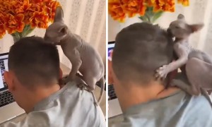 Sphynx kitten makes it impossible for owner to work from home