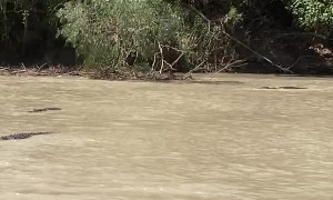 Several Saltwater Crocodiles Wait For Fish