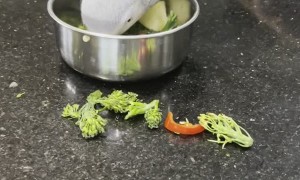 Alfred the African Grey Doesn't Like His New Diet