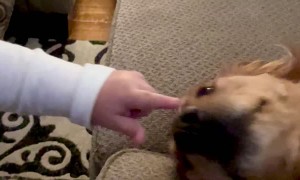 Golden Retriever and Grandson Show Each Other Love