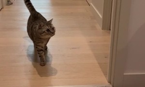 Kitties Are Not Fans of Halloween Mask