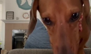 Sneaky pup caught on camera drinking owner's coffee