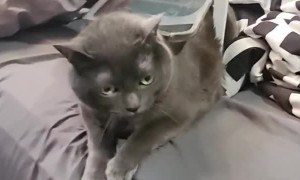 Cat Too Fat To Fit Through Door