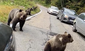 Bear Family Relaxes on Roadway