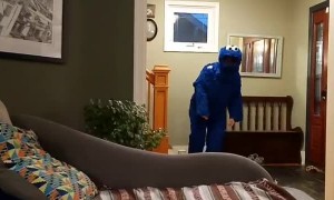 Cookie Monster Costume Confuses Dog