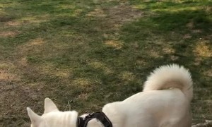 Playful Doggy Gets Excited Over Passing Bears