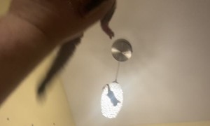 Sugar Gliders Leap From Hanging Light