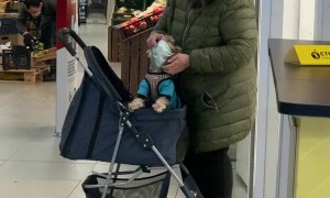 Pup Puts On Face Mask