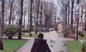 Pigeon Swarm Follows Old Friend
