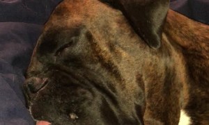 Doggy Still Sounds Cute While Snoring Away