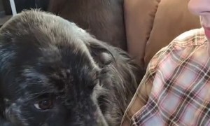 Dog Doesn’t Like a Very Certain Word