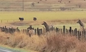 Elk Gets Hung up While Jumping Over Fence