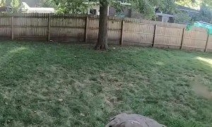 Bird Intentionally Lands on Another Bird Repeatedly