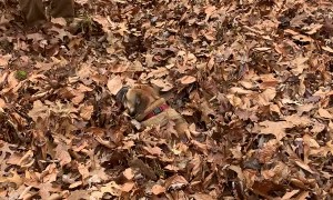 Happy Bulldog Loves Playing in Leaf Pile