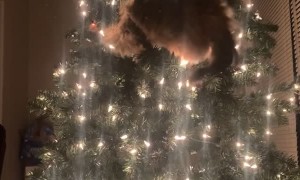 Cat Attempts to Climb Christmas Tree