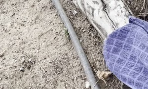 Cat Confused by Hitchhiker