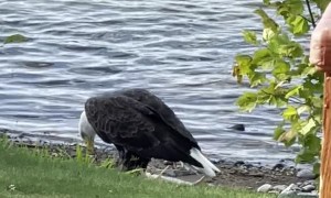 Bald Eagle Pulls Massive Carp onto the Shore