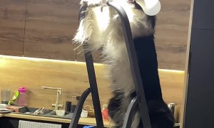 A Dog, a Lightbulb and a Ladder