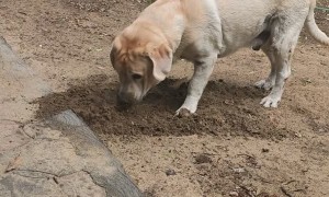 Lab Caught Burying Rag in Dirt