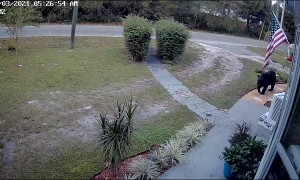 Bear Surprised by Cat While Looking for Snack