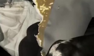 Truck Trashed By Impatient Pup