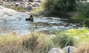 Mama Bear Takes Her Cubs for a Playful Swim
