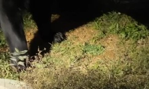 Bear Gently Takes Biscuit Before Charging