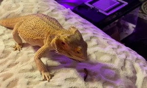 Bearded Dragon Struggles to Catch His Dinner