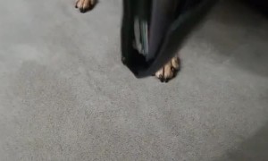 Dog Aggressively Protects Wallet