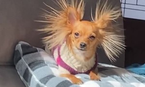 Eevee the Long-Haired Chihuahua with Static Ear Hair