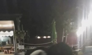 Magpie Steals A Sip of Cider