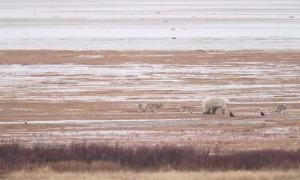 Pack of Wolves Try Taking on a Polar Bear