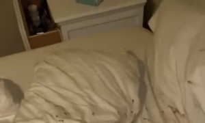 Burrowing With Hurt Nose Leaves Sheets Bloody