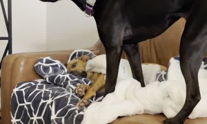 Dog Sits on Friend Without Permission and Her Eyes Say it All