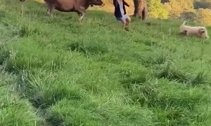Cow Chases Two Goldendoodles