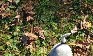 Blue Heeler Puppies Love to Chew on Clothes