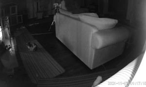 Bunny Quietly Enjoys Warm Fireplace