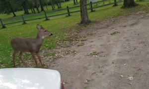 Extra Friendly Deer Plays With Pup